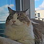 cat, fluffy, indoor, window, sky, clouds, fur, relaxed, pet, animal, whiskers, ears, nose, portrait, resting, domestic, calm, daylight, closeup, feline