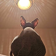 Paola a rejoint le concours — aidez-le/la à gagner de superbes lots ! sphynx_cat, cat, pet, indoor, animal, ears, back_view, lighting, shadow, ceiling_light, furniture, domestic, hairless, mysterious, texture, wall, room, relaxing, calm, quiet