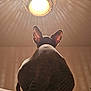 sphynx_cat, cat, pet, indoor, animal, ears, back_view, lighting, shadow, ceiling_light, furniture, domestic, hairless, mysterious, texture, wall, room, relaxing, calm, quiet