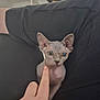 sphynx_cat, kitten, hairless_cat, pet, human_hand, finger, legs, clothing, black_pants, indoor, curious, close_up, cute, animal, feline, skin, wrinkles, small, touch, interaction