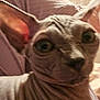 sphynx_cat, cat, hairless_cat, close_up, pet, animal, wrinkles, ears, face, indoor, curious, feline, skin, portrait, looking, eyes, domestic_animal, mammal, cute, unique