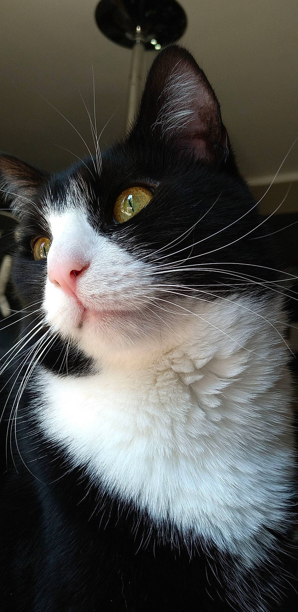 Aurelia is registered to the contest to win money with this photo: carnivore, cat, comfort, domestic_short_haired_cat, felidae, fur, iris, monochrome_photography, nose, paw, small_to_medium_sized_cats, snout, tail, whiskers