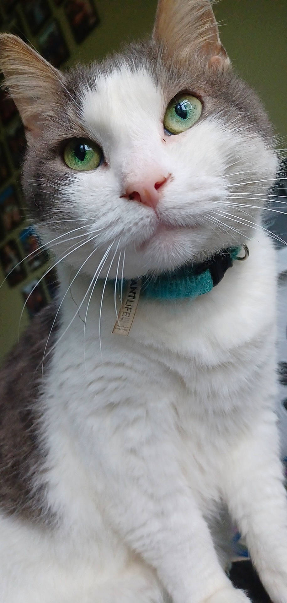 Cupcake is registered to the contest to win money with this photo: carnivore, cat, collar, curious, domestic_short_haired_cat, eyelash, felidae, fur, iris, pet_supply, photography, small_to_medium_sized_cats, snout, whiskers