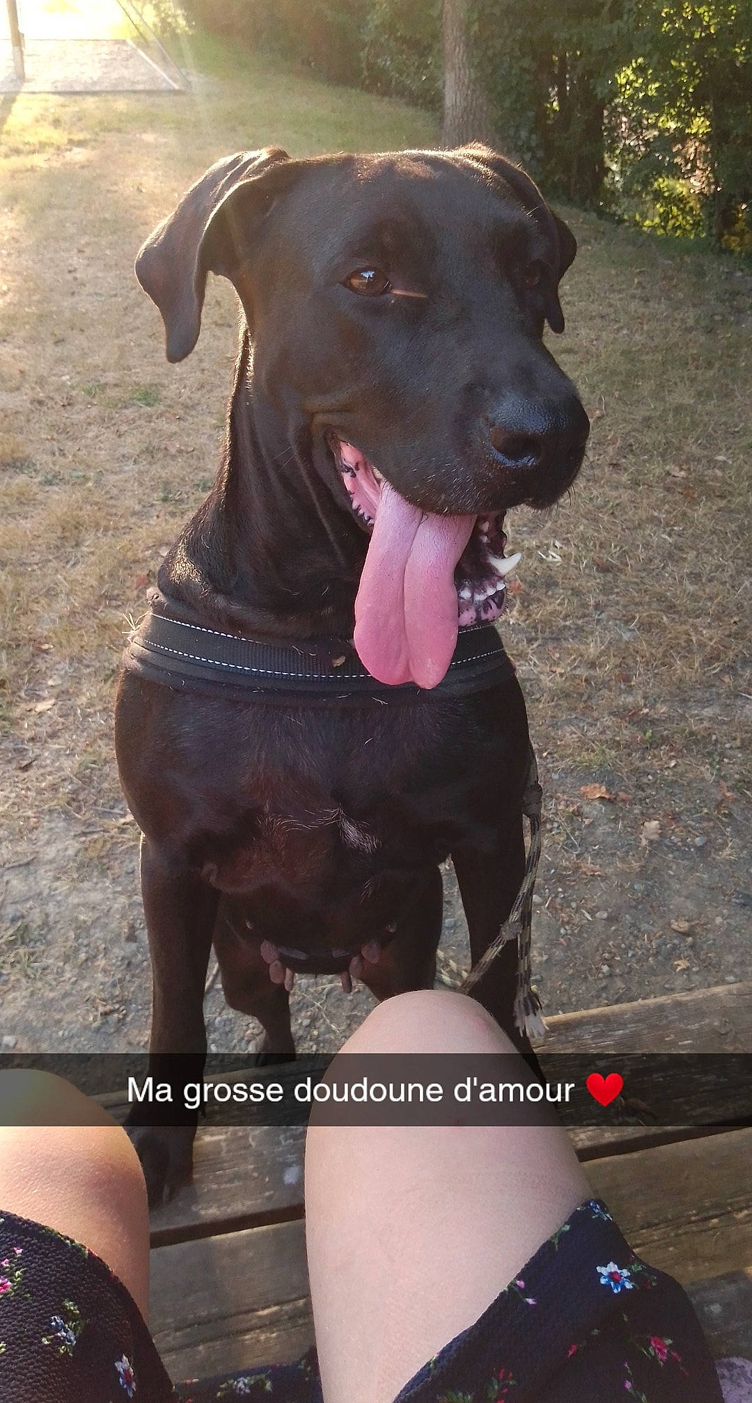 Djina a rejoint le concours — aidez-le/la à gagner de superbes lots ! american_pit_bull_terrier, canidae, canis_panther, carnivore, dog, dog_breed, fawn, mammal, non_sporting_group, patterdale_terrier, rare_breed_dog, snout, sporting_group, vertebrate