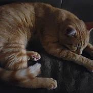 Lucky is registered to the contest to win money with this photo: cat, orange_tabby, sleeping, stretching, feline, pet, indoor, cozy, dark, fur, whiskers, paw, tail, resting, animal, cute, domestic, mammal, relaxed, soft