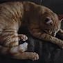 cat, orange_tabby, sleeping, stretching, feline, pet, indoor, cozy, dark, fur, whiskers, paw, tail, resting, animal, cute, domestic, mammal, relaxed, soft