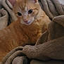 Lucky is registered to the contest to win money with this photo: cat, orange_tabby, blanket, cozy, feline, pet, indoor, soft, plush, fur, animal, cute, relaxed, comfort, warm, resting, domestic, mammal, whiskers, ears