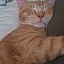 Lucky is registered to the contest to win money with this photo: cat, ginger_cat, sleeping, close_up, indoor, pet, feline, whiskers, fur, relaxation, cozy, nap, domestic_animal, mammal, cute, animal, resting, tabby, soft, peaceful