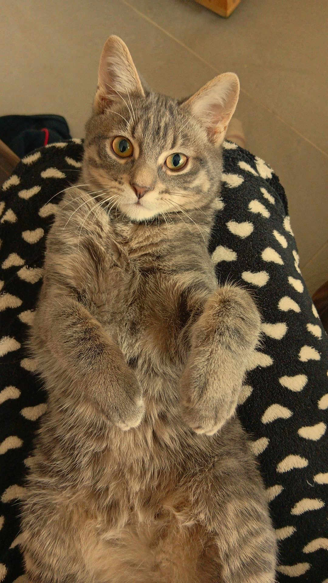 Altaïr a rejoint le concours — aidez-le/la à gagner de superbes lots ! cat, tabby, gray_cat, pet, feline, fur, whiskers, paws, eyes, blanket, heart_pattern, indoor, relaxed, cute, animal, lying_down, close_up, soft_texture, cozy, resting