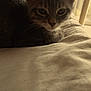 Altaïr a rejoint le concours — aidez-le/la à gagner de superbes lots ! kitten, cat, indoor, blanket, soft_light, window, furniture, plant, fur, animal, pet, cozy, resting, curious, young, cute, closeup, domestic, whiskers, ears