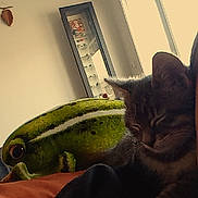 Altaïr a rejoint le concours — aidez-le/la à gagner de superbes lots ! cat, tabby_cat, sleeping, plush_toy, frog_plush, person, shoulder, indoor, window, natural_light, couch, relaxing, cozy, soft_light, home_interior, shelf, decor, furniture, animal, pet
