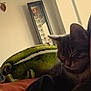 cat, tabby_cat, sleeping, plush_toy, frog_plush, person, shoulder, indoor, window, natural_light, couch, relaxing, cozy, soft_light, home_interior, shelf, decor, furniture, animal, pet
