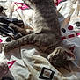 cat, tabby, sleeping, bed, blanket, sunlight, indoor, feline, resting, fur, striped, paw, whiskers, cozy, patterned, textile, relaxed, domestic, animal, nap
