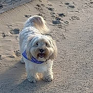 Tìa a rejoint le concours — aidez-le/la à gagner de superbes lots ! dog, white_dog, fluffy_dog, bandana, purple_bandana, sand, beach, outdoor, pet, animal, happy, cute, walking_path, sunlight, shadow, tail, fur, smiling, canine, nature