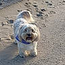 dog, white_dog, fluffy_dog, bandana, purple_bandana, sand, beach, outdoor, pet, animal, happy, cute, walking_path, sunlight, shadow, tail, fur, smiling, canine, nature