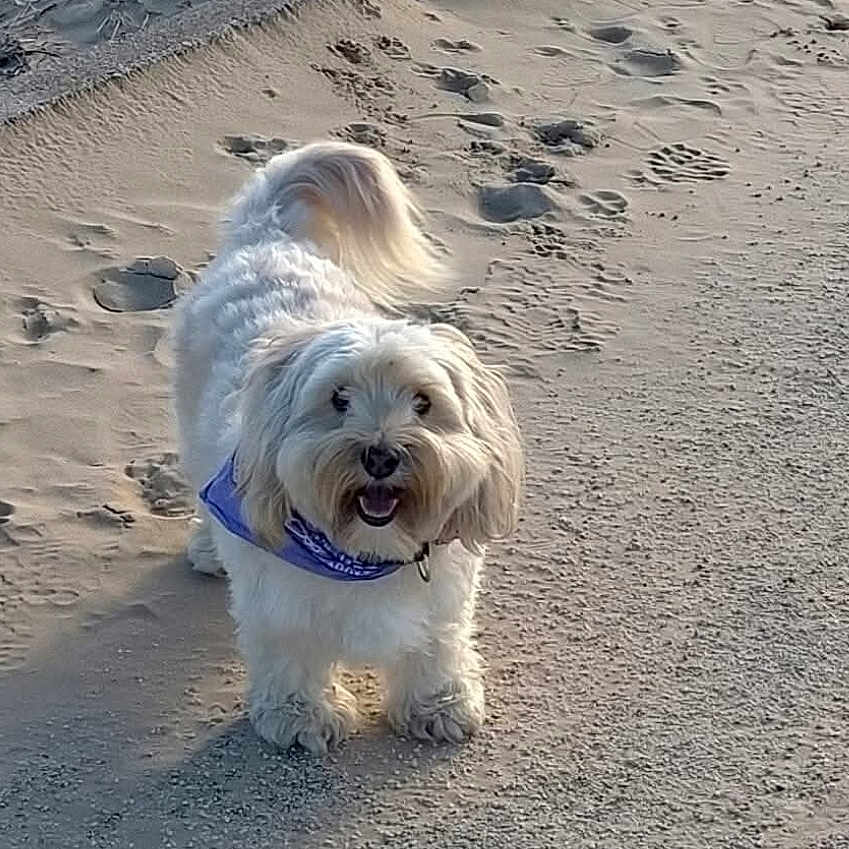 Tìa a rejoint le concours — aidez-le/la à gagner de superbes lots ! dog, white_dog, fluffy_dog, bandana, purple_bandana, sand, beach, outdoor, pet, animal, happy, cute, walking_path, sunlight, shadow, tail, fur, smiling, canine, nature