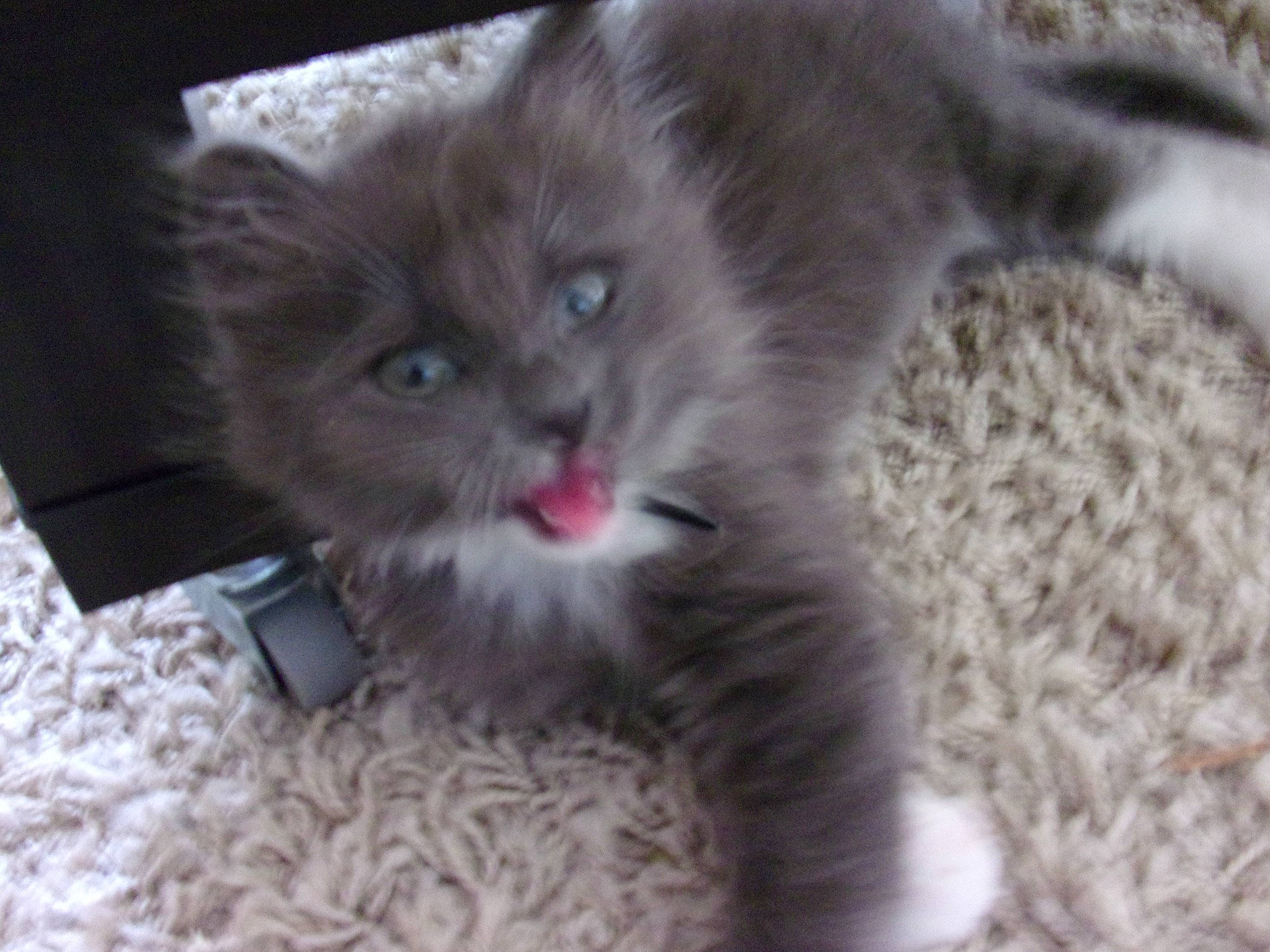 Nenette participe au concours pour gagner de l'argent avec cette photo : carnivore, cat, cat_supply, claw, comfort, domestic_short_haired_cat, eye, fawn, felidae, fur, grey, paw, small_to_medium_sized_cats, snout, tail, terrestrial_animal, whiskers