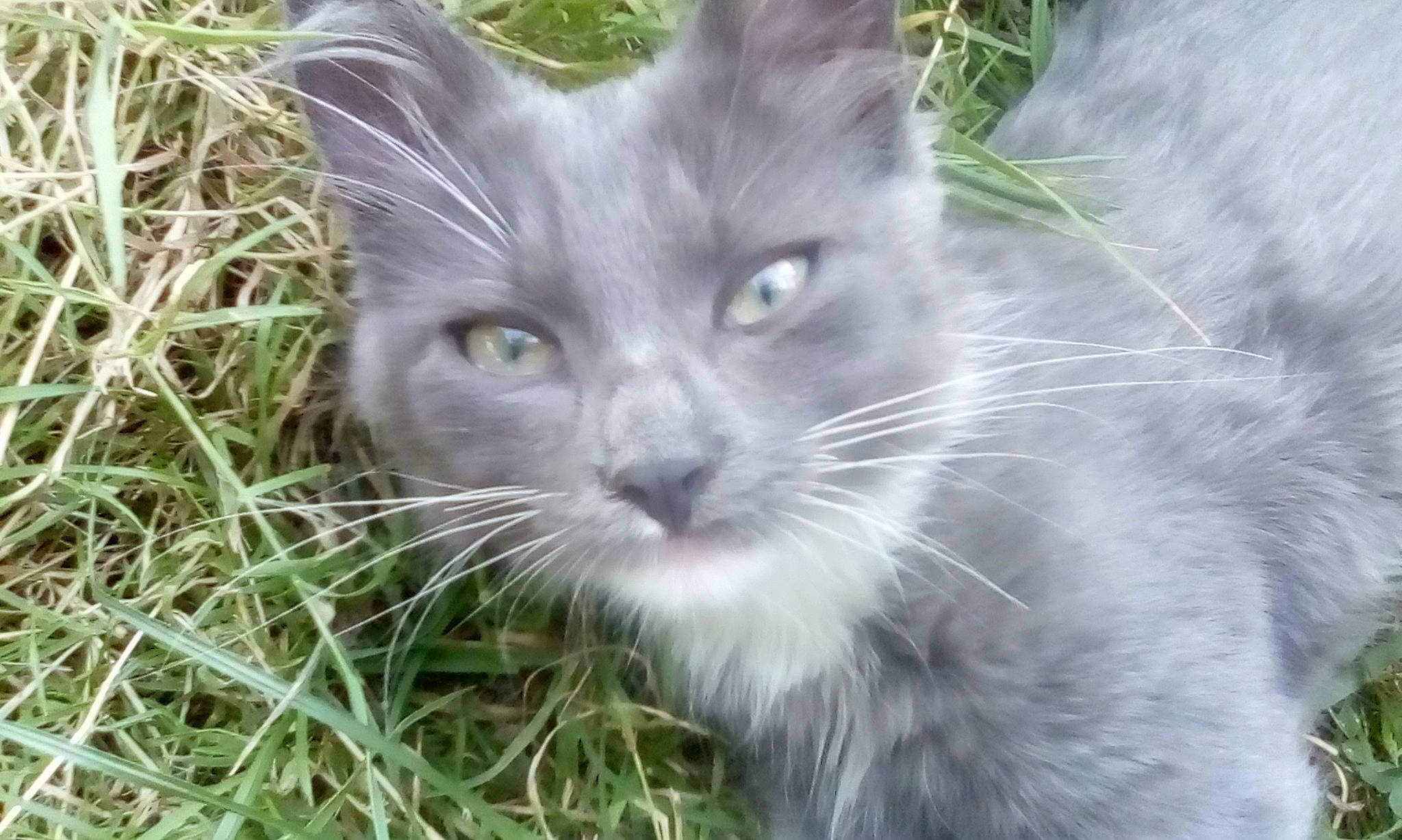 Nenette a rejoint le concours — aidez-le/la à gagner de superbes lots ! carnivore, cat, domestic_short_haired_cat, felidae, fur, grass, groundcover, iris, plant, small_to_medium_sized_cats, snout, terrestrial_animal, whiskers, wildlife, window