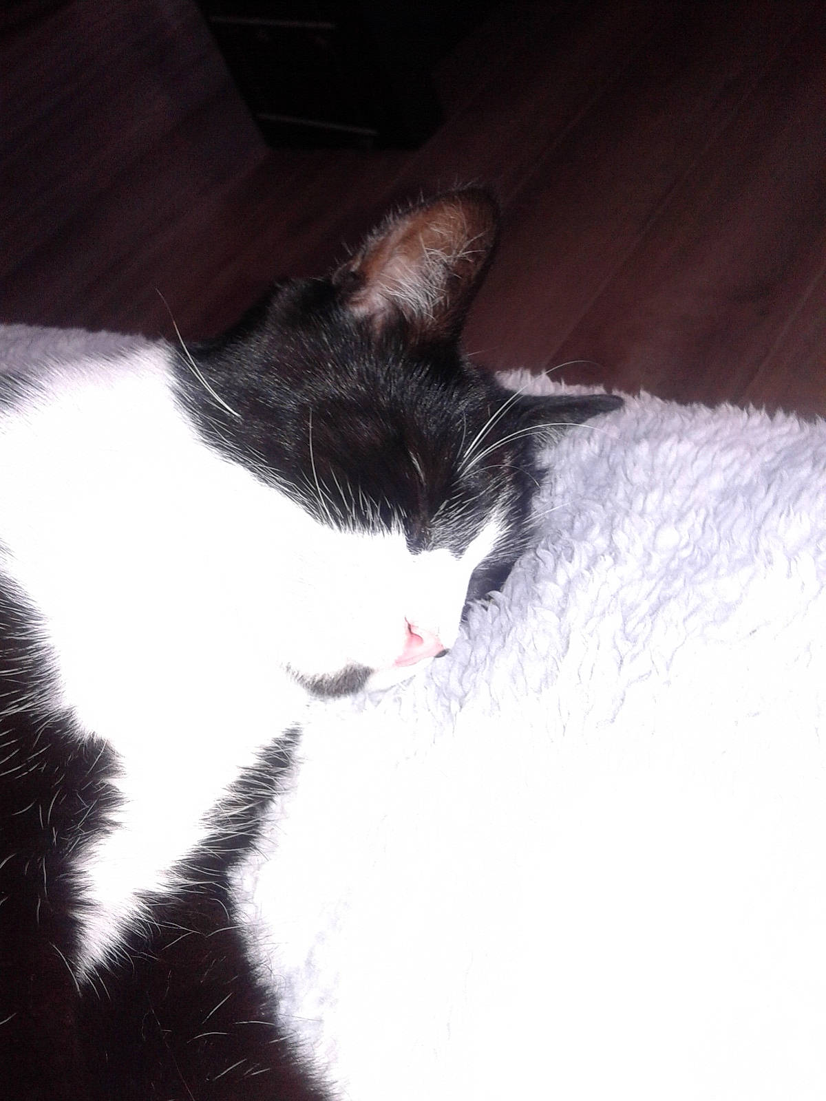 Mélenchon a rejoint le concours — aidez-le/la à gagner de superbes lots ! black_cat, carnivore, cat, cloud, comfort, darkness, domestic_short_haired_cat, felidae, fur, nap, paw, sky, sleep, small_to_medium_sized_cats, tail, whiskers