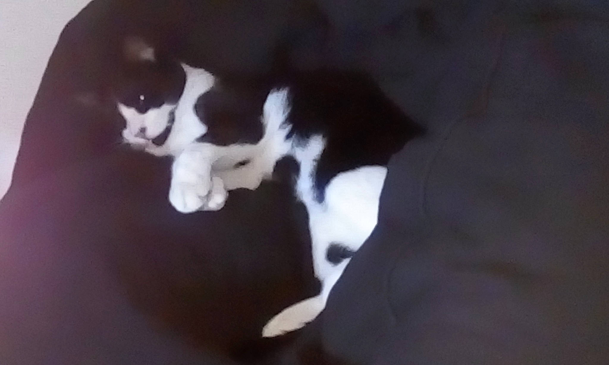 Mélenchon participe au concours pour gagner de l'argent avec cette photo : canidae, carnivore, cat, comfort, darkness, dog_breed, felidae, formal_wear, fur, monochrome_photography, paw, shadow, small_to_medium_sized_cats, tail, terrestrial_animal, whiskers