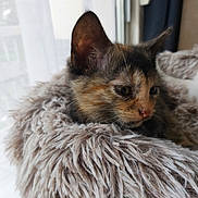 Patchy a rejoint le concours — aidez-le/la à gagner de superbes lots ! cat, kitten, tortoiseshell, fur, feline, animal, pet, closeup, portrait, fluffy, bed, blanket, cozy, indoor, window, soft_light, resting, relaxed, whiskers, ears