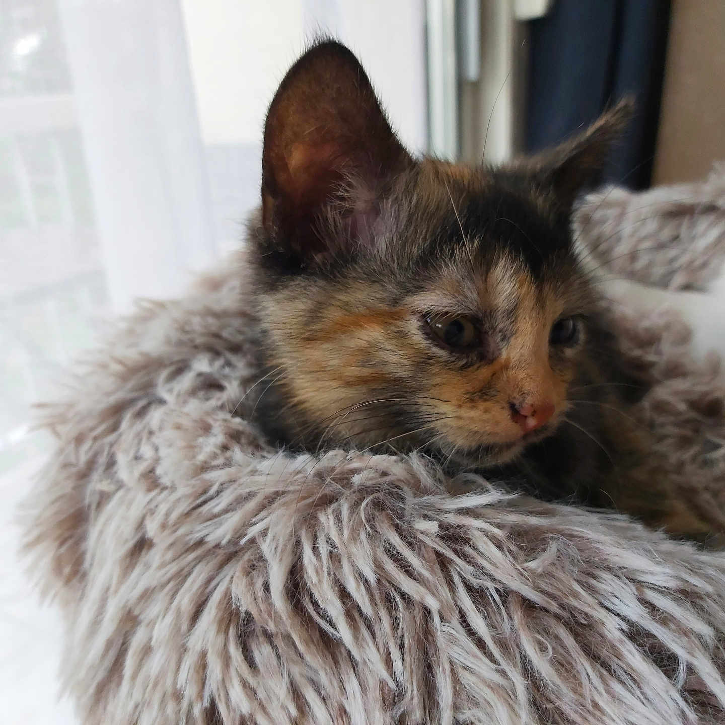 Patchy a rejoint le concours — aidez-le/la à gagner de superbes lots ! cat, kitten, tortoiseshell, fur, feline, animal, pet, closeup, portrait, fluffy, bed, blanket, cozy, indoor, window, soft_light, resting, relaxed, whiskers, ears