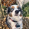 Blue is registered to the contest to win money with this photo: dog, blue_eyes, collar, chain_link_fence, rocks, outdoor, pet, animal, fur, white_fur, brown_fur, black_fur, leash_tag, looking_up, cute, domestic_animal, sunlight, grass, background_dog, close_up
