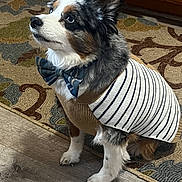 Blue is registered to the contest to win money with this photo: dog, pet, indoor, sweater, bow_tie, floor, rug, wooden_cabinet, attentive, cute, fur, small_dog, portrait, animal, domestic_animal, companion, looking_up, brown, white, black