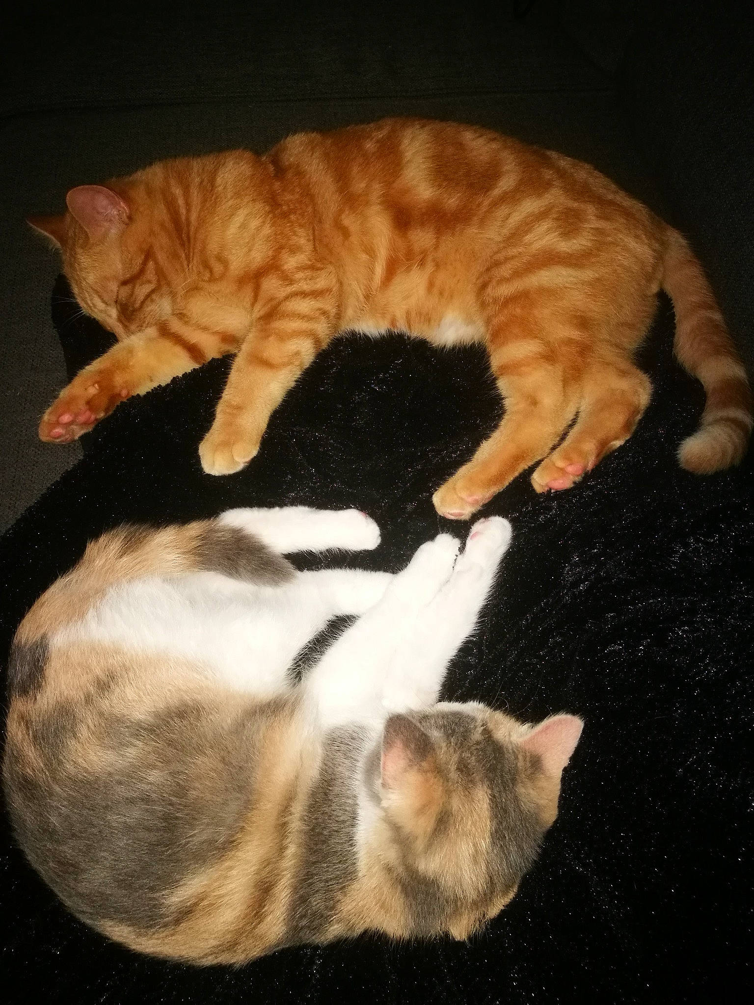 Yokko a rejoint le concours — aidez-le/la à gagner de superbes lots ! american_wirehair, arabian_mau, asian, carnivore, cat, domestic_short_haired_cat, dragon_li, european_shorthair, fawn, felidae, fur, german_rex, kitten, ocicat, paw, polydactyl_cat, small_to_medium_sized_cats, tabby_cat, tail, whiskers