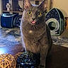 Velcro is registered to the contest to win money with this photo: blue_ornament, carpet, cat, cat_house, cute, decor, figurine, furniture, gray_cat, indoor, lamp, living_room, pet, photo_frames, playful, shelf, table, tongue_out, wicker_balls, wide_eyes