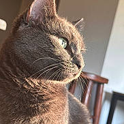 Sunny is registered to the contest to win money with this photo: animal, calm, cat, close_up, cozy, domestic_animal, feline, fur, gray_cat, green_eyes, home, indoor, looking_away, mammal, pet, portrait, soft_light, sunlight, whiskers, wooden_chair