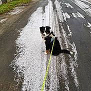 Asher participe au concours pour gagner de l'argent avec cette photo : dog, leash, harness, snow, road, tire_tracks, sidewalk, car, fence, grass, trees, outdoor, pet, animal, walking, winter, curious, sitting, black_dog, white_snow