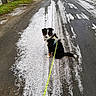 dog, leash, harness, snow, road, tire_tracks, sidewalk, car, fence, grass, trees, outdoor, pet, animal, walking, winter, curious, sitting, black_dog, white_snow