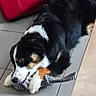 Asher a rejoint le concours — aidez-le/la à gagner de superbes lots ! dog, toy, rope, playful, indoor, floor, tile, black, white, brown, couch, pet, chewing, animal, fur, paw, cute, happy, home, companion