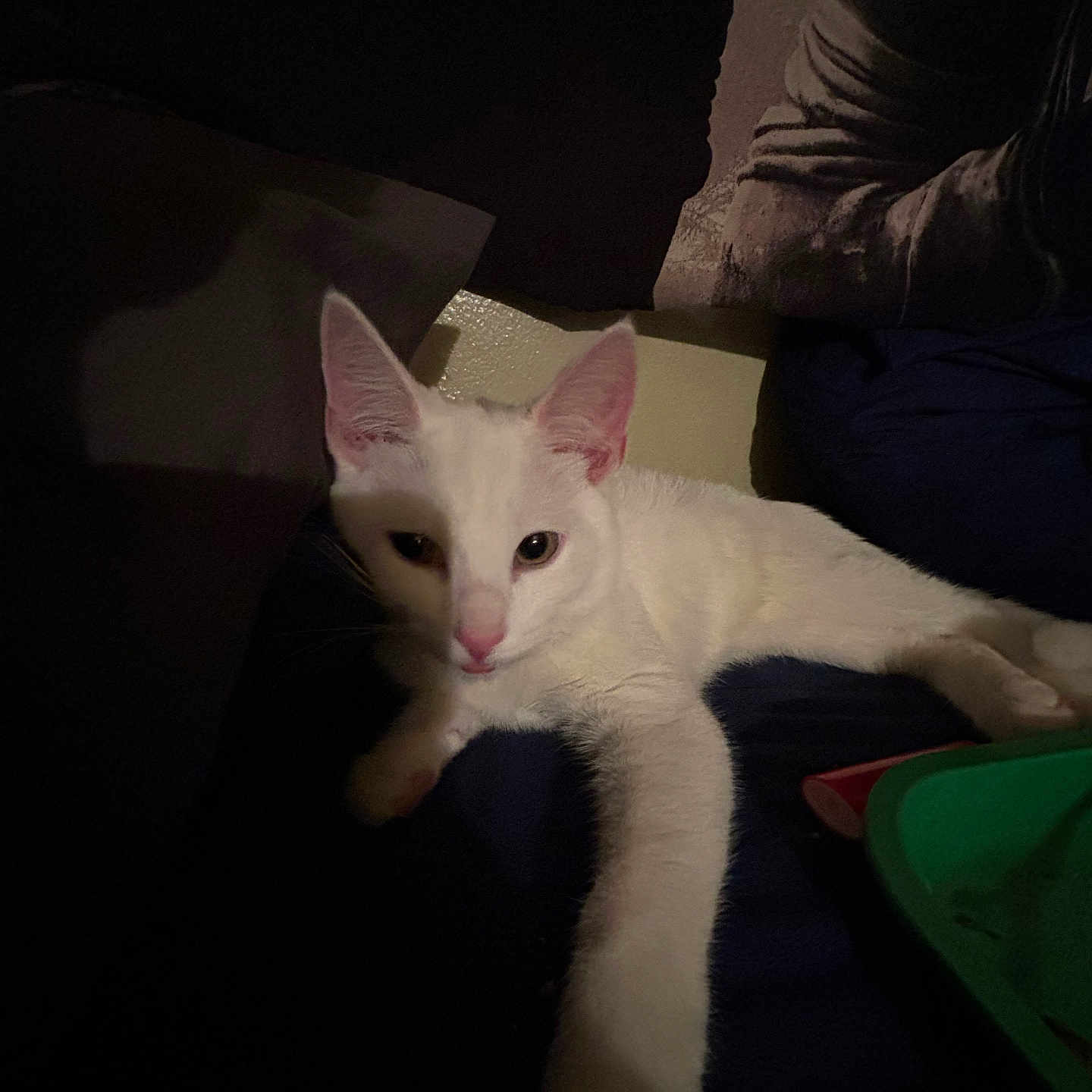 Bonni is registered to the contest to win money with this photo: abyssinian, angora, animal, armchair, cat, chair, couch, cushion, furniture, homedecor, indoors, kitten, manx, person, pet, siamese, sleeping, white