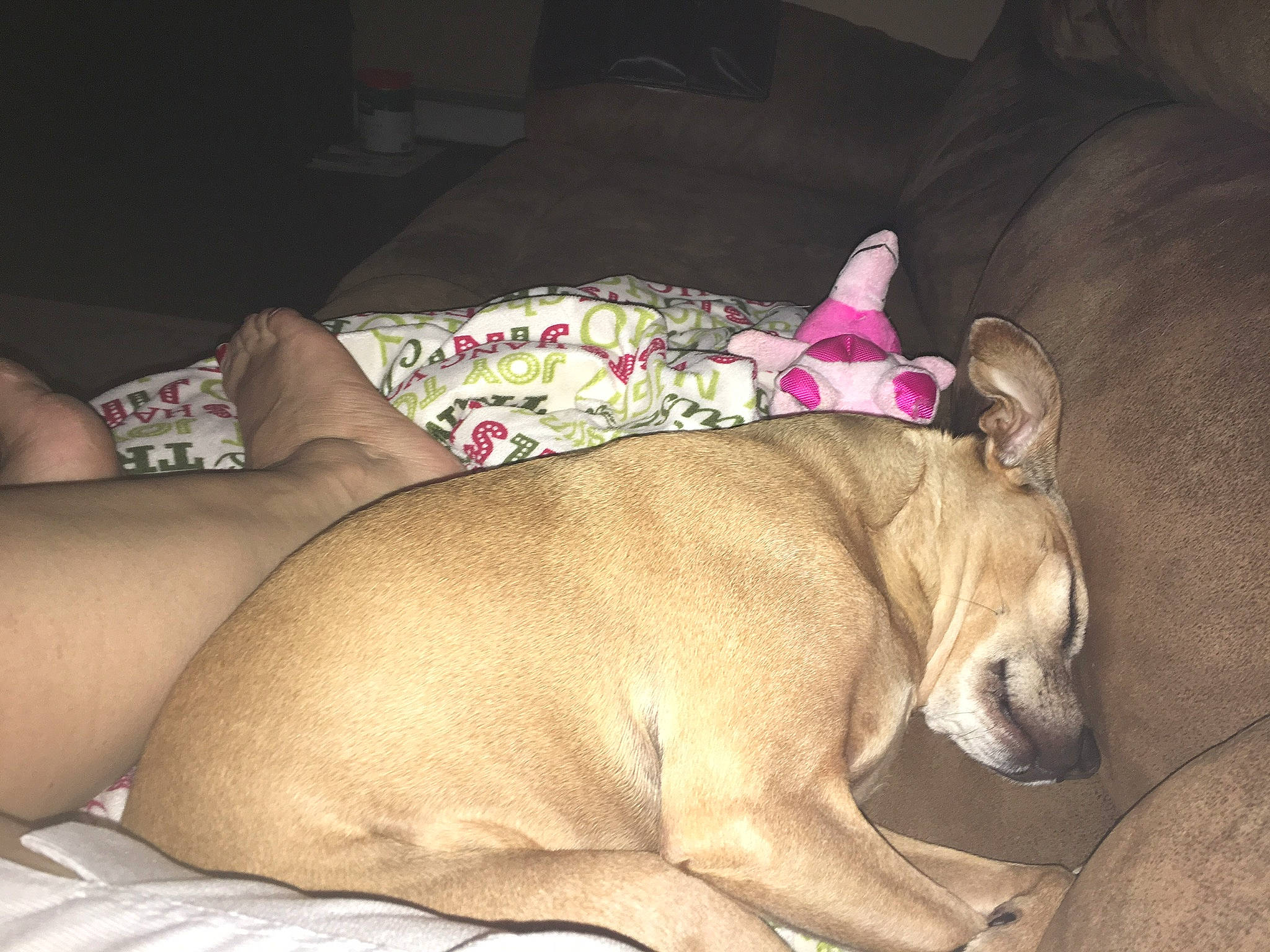 Savanah joined the competition — help win amazing prizes! canidae, carnivore, comfort, companion_dog, couch, dog, dog_breed, dog_supply, fawn, guard_dog, linens, liver, nap, paw, pet_supply, sleep, snout, sporting_group, toy_dog, working_animal