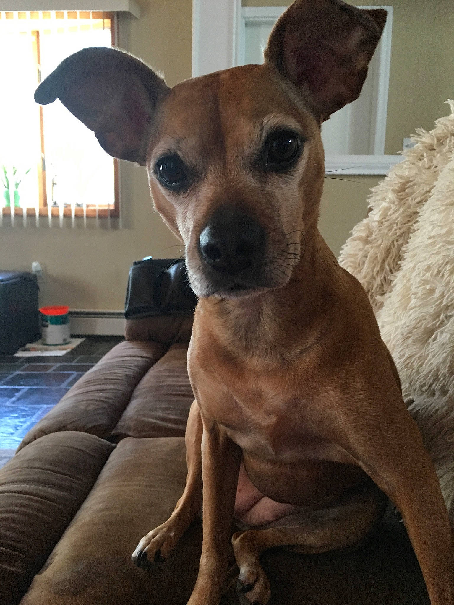 Savanah is registered to the contest to win money with this photo: canidae, carnivore, chihuahua, comfort, companion_dog, dog, dog_breed, dog_supply, ear, fawn, fur, head, houseplant, paw, snout, sporting_group, terrestrial_animal, toy_dog, whiskers, working_animal