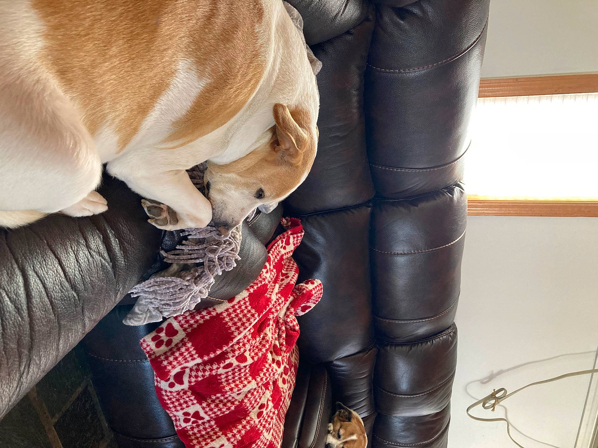 Bella joined the competition — help win amazing prizes! bag, carnivore, collar, comfort, companion_dog, dog, dog_breed, dog_collar, fawn, foot, fur, human_leg, knee, pattern, personal_protective_equipment, plaid, tartan, thigh, waist, working_animal