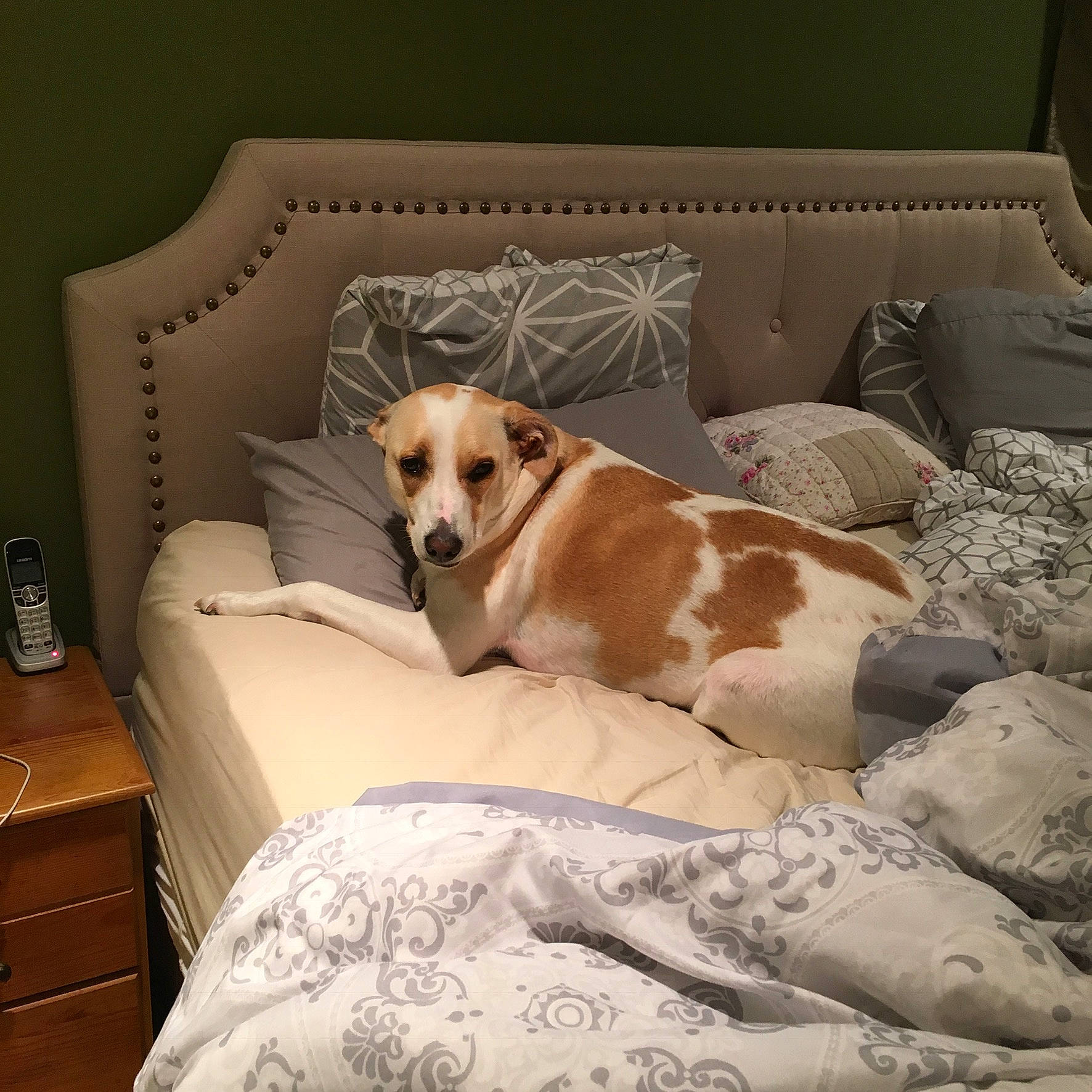 Bella is registered to the contest to win money with this photo: cabinetry, carnivore, comfort, companion_dog, couch, dog, dog_breed, dog_supply, fawn, floor, flooring, furniture, hardwood, interior_design, linens, living_room, pillow, sporting_group, wood, working_animal