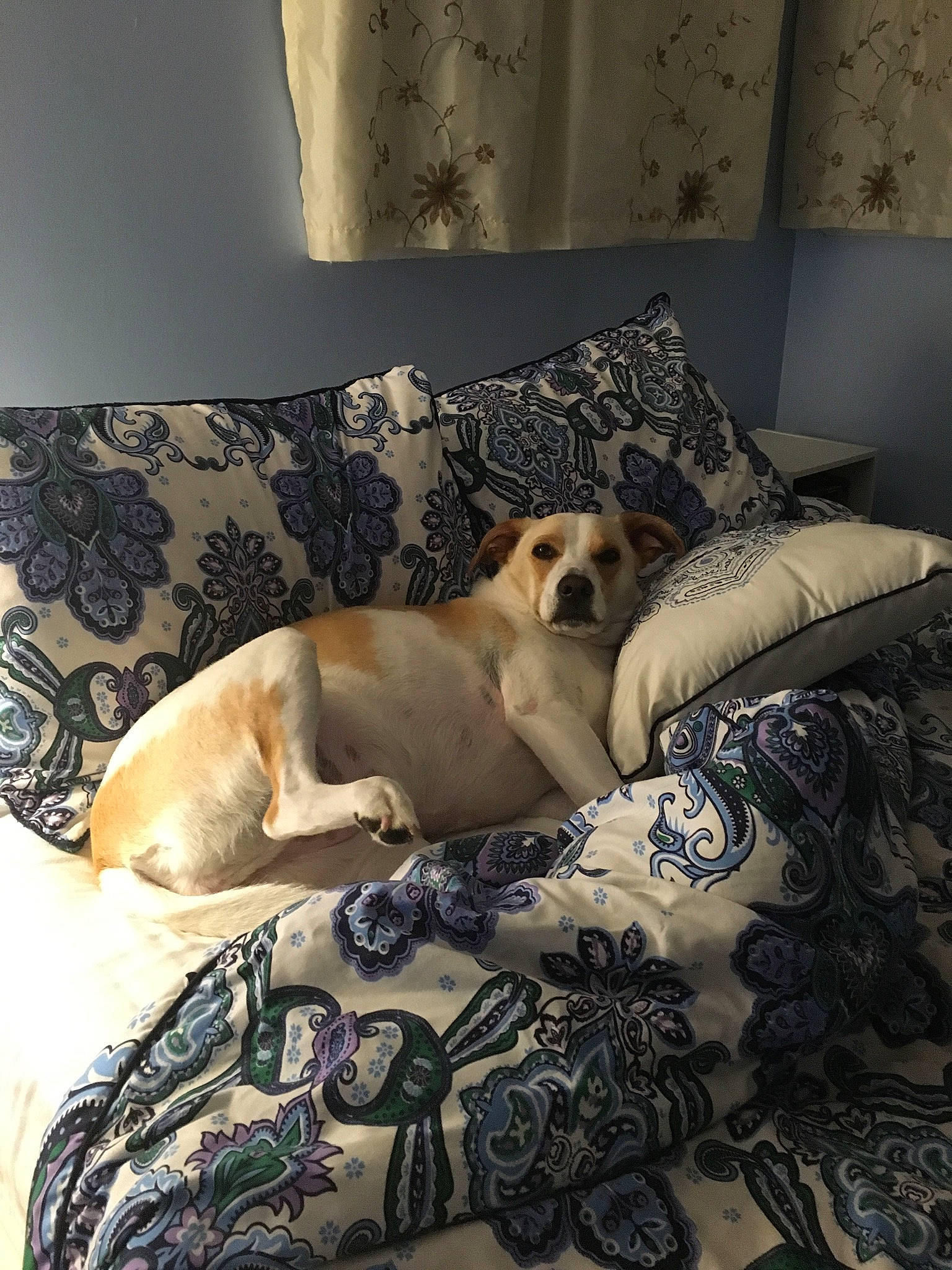 Bella joined the competition — help win amazing prizes! bedding, bedroom, canidae, carnivore, comfort, companion_dog, couch, dog, dog_breed, fawn, flooring, furniture, hardwood, interior_design, lamp, linens, living_room, room, sporting_group, studio_couch