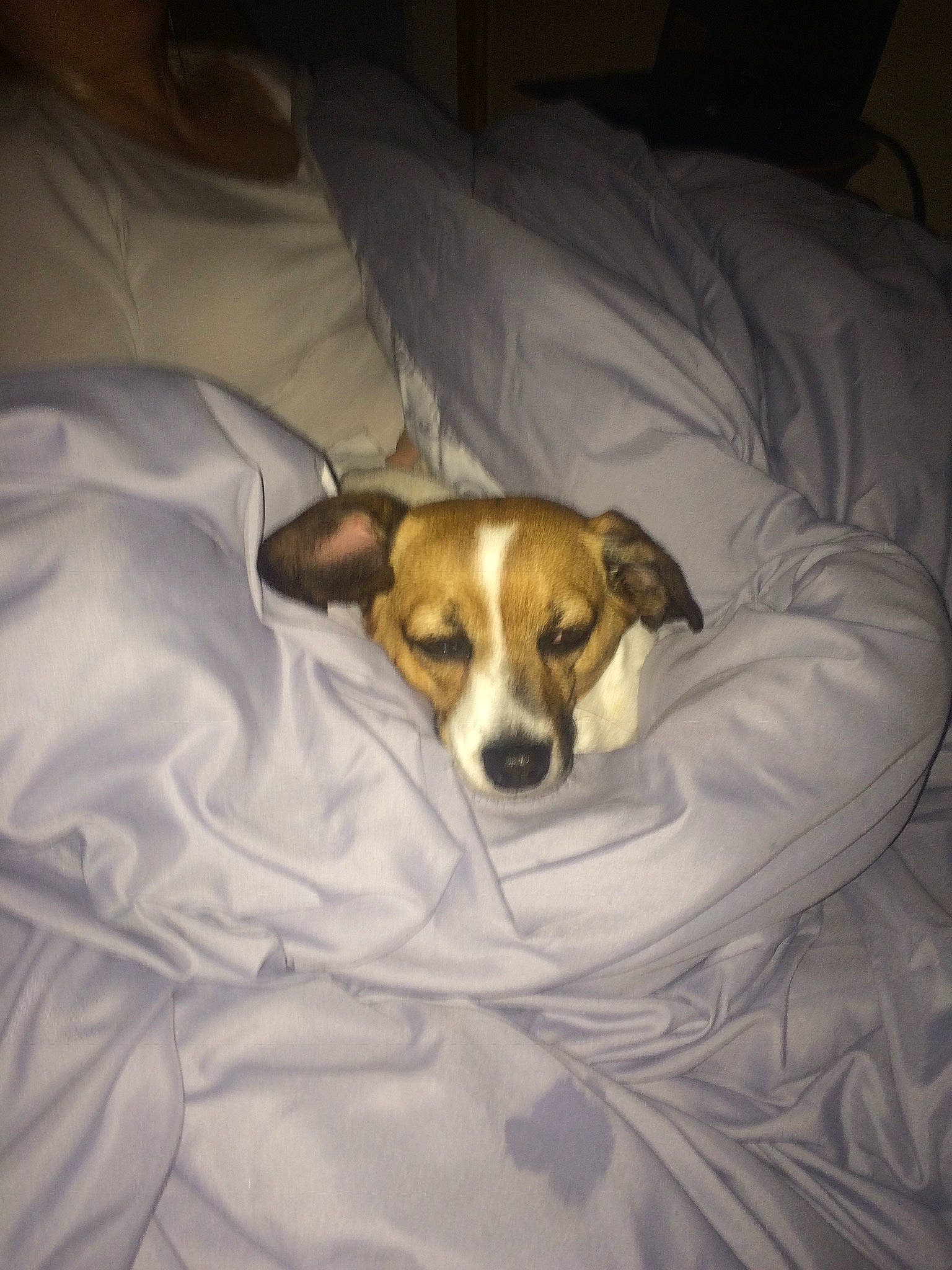 Emma is registered to the contest to win money with this photo: bed, bed_sheet, bedding, bored, carnivore, comfort, companion_dog, couch, dog, dog_breed, duvet, linens, paw, pillow, room, snout, sporting_group, textile, whiskers, working_animal