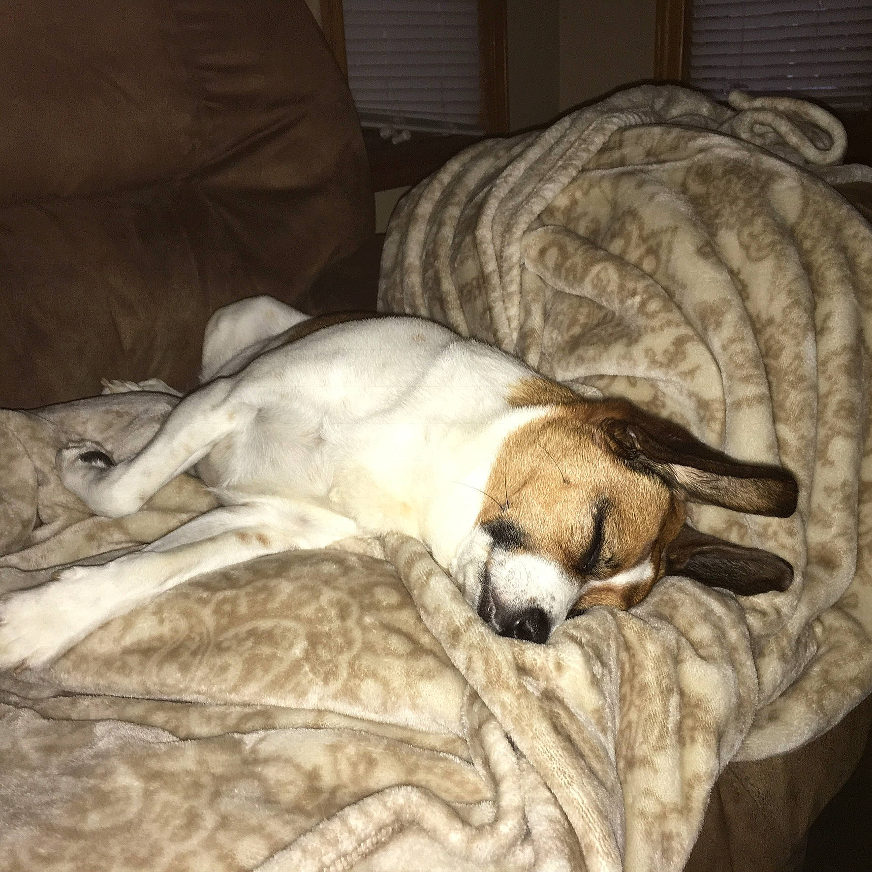 Emma joined the competition — help win amazing prizes! art, bed, bedding, bored, canidae, carnivore, comfort, companion_dog, couch, dog, dog_breed, duvet, fawn, fur, linens, snout, sporting_group, terrestrial_animal, toy_dog, working_animal