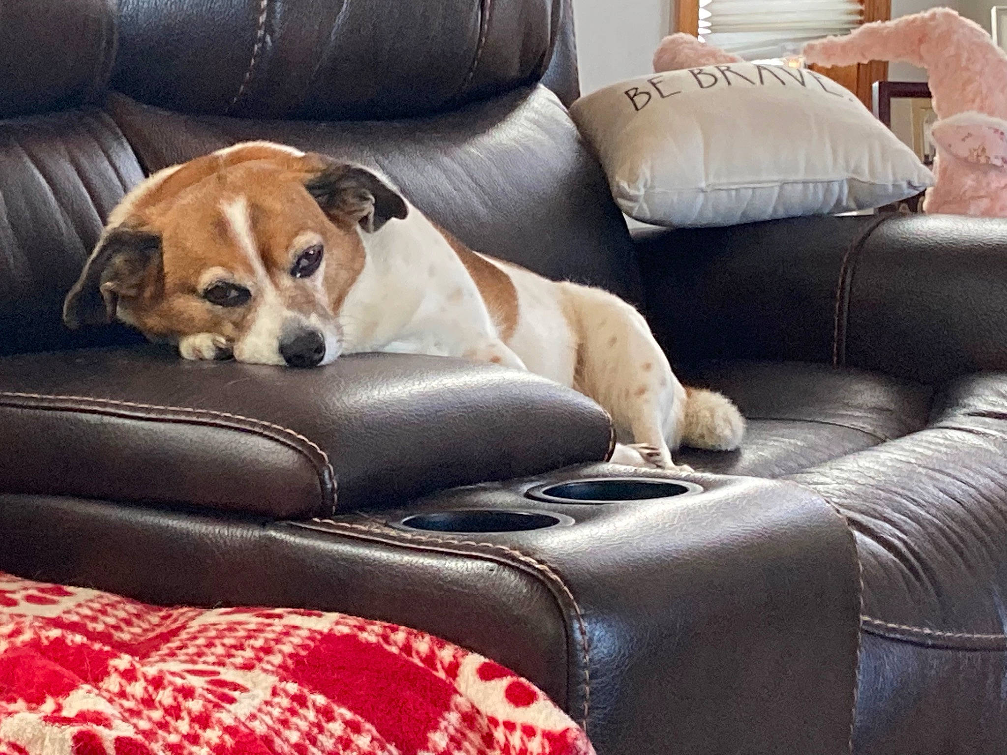 Emma joined the competition — help win amazing prizes! armrest, canidae, car_seat, carnivore, chair, collar, comfort, companion_dog, couch, dog, dog_breed, fawn, furniture, head_restraint, hound, living_room, snout, sporting_group, studio_couch, working_animal