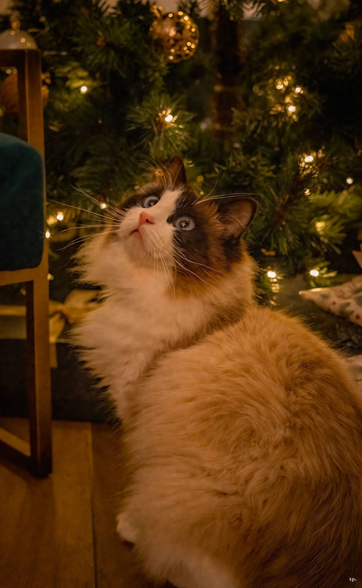 Kasper is registered to the contest to win money with this photo: carnivore, cat, christmas, christmas_decoration, christmas_ornament, christmas_tree, conifer, event, fawn, felidae, fur, holiday, interior_design, ornament, small_to_medium_sized_cats, tail, tree, whiskers, window, wood