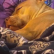 Little Girl joined the competition — help win amazing prizes! animal, blanket, brown, butterfly, closeup, comfort, cozy, cute, dog, fur, indoors, leopard_print, nap, pattern, pet, purple, relaxed, resting, sleeping, snuggled