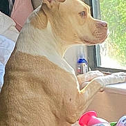 Little Girl is registered to the contest to win money with this photo: dog, tan_coat, white_coat, window, looking_out, indoor, household_items, green_basket, bottle, pet, animal, curious, side_view, light, daylight, domestic, furniture, resting, quiet, companion