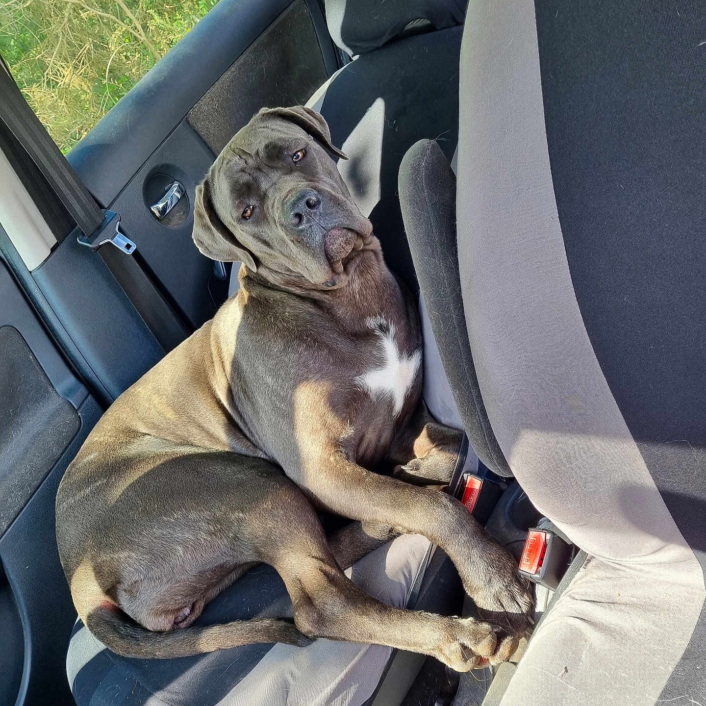Isis participe au concours pour gagner de l'argent avec cette photo : accessories, alloywheel, animal, belt, bulldog, canine, car, car_interior, carseat, carwheel, cushion, dog, homedecor, machine, pet, spoke, tire, transportation, vehicle, wheel