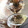 cat, mirror, reflection, fluffy, curious, pet, animal, indoor, closeup, whiskers, fur, paws, looking, cute, domestic, face, round_mirror, soft_light, curiosity, home