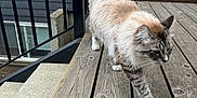 Thomas is registered to the contest to win money with this photo: cat, fluffy_tail, wooden_deck, outdoor, pet, walking, blue_door, railing, stairs, house, fur, animal, domestic_cat, whiskers, paws, side_view, daylight, gray, brown, white