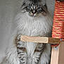 Thomas is registered to the contest to win money with this photo: cat, fluffy, blue_eyes, sitting, wood, rope, cardboard, indoor, pet, feline, striped, white_paws, long_hair, close_up, animal, domestic, cute, looking, portrait, furniture